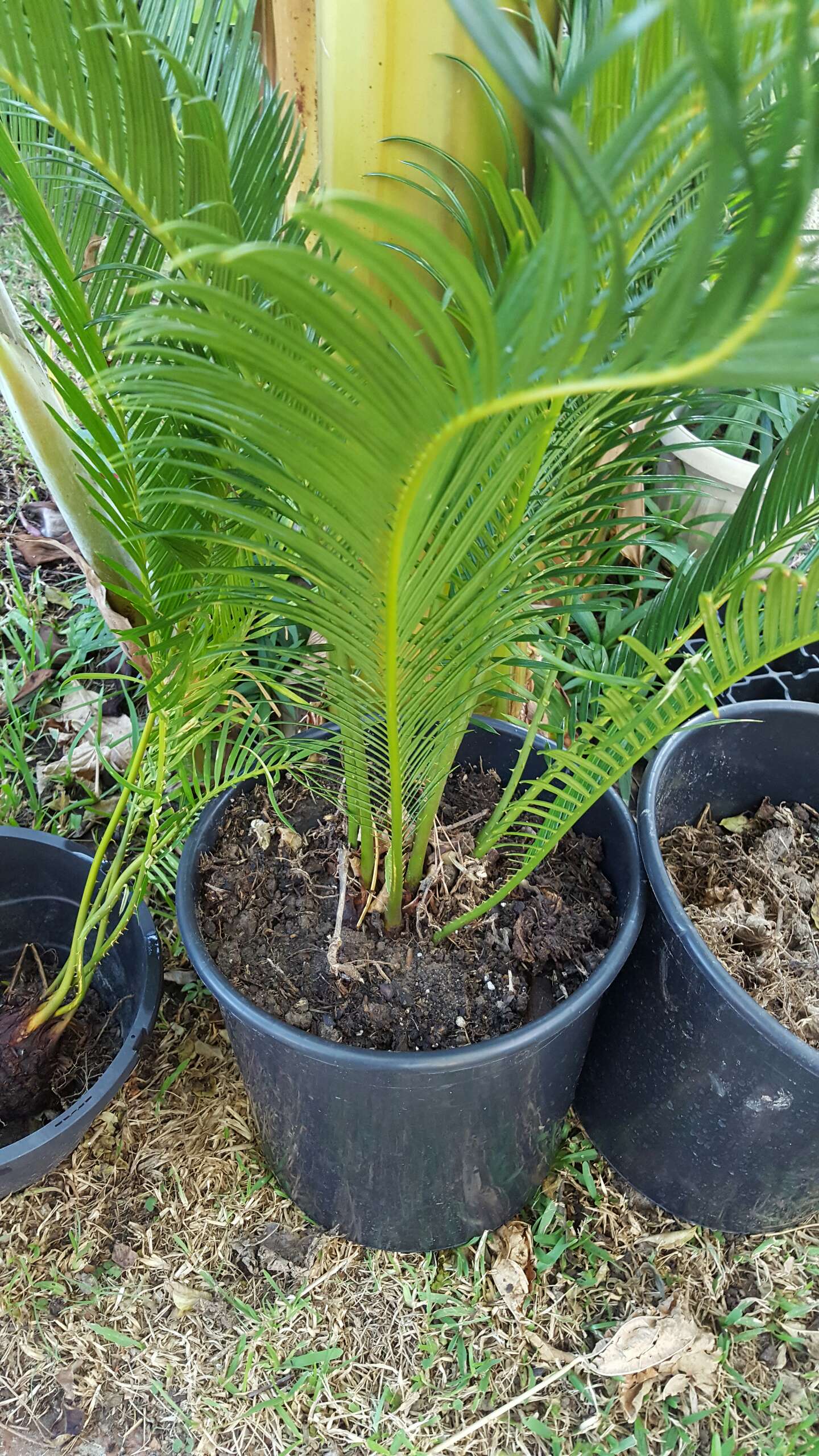 Palm trees,lemon grass for sale in Houston, TX 5miles Buy and Sell