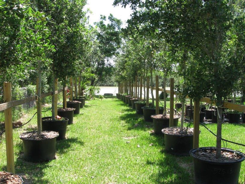 Live Oak Trees for sale 65 gallon, 3" diameter trunk for sale in Buda