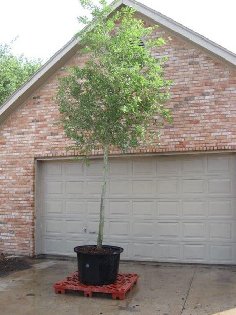 live-oak-trees-for-sale-65-gallon-3-diameter-trunk-for-sale-in-buda