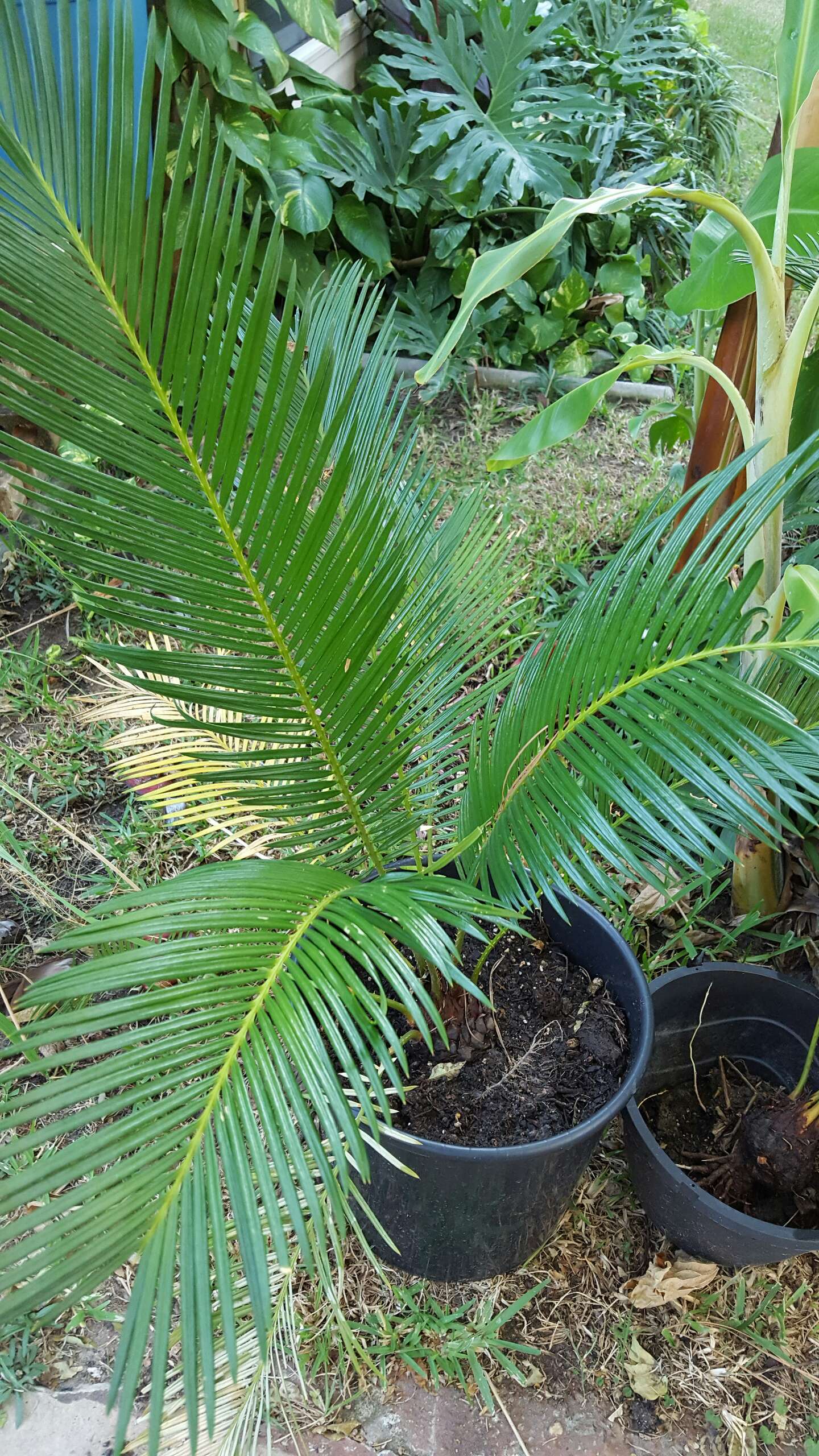 Palm trees,lemon grass for sale in Houston, TX 5miles Buy and Sell